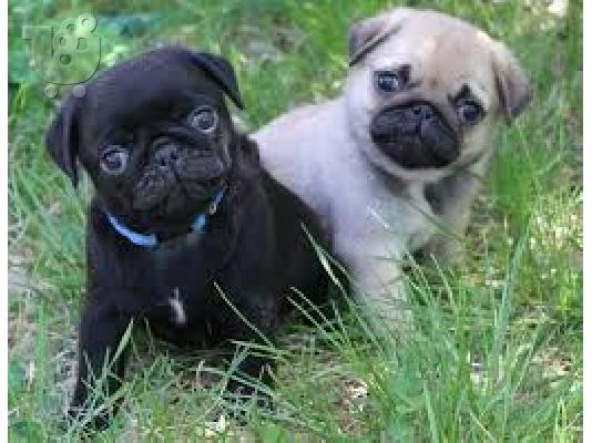 PoulaTo: Παγκ - Pug